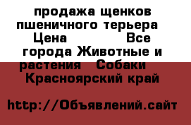 продажа щенков пшеничного терьера › Цена ­ 35 000 - Все города Животные и растения » Собаки   . Красноярский край